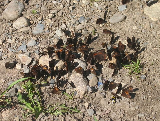 Навоз с бабочками. Фото: Егоровой Марины