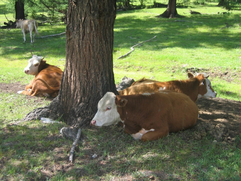 Коровы. Фото: Егоровой Марины