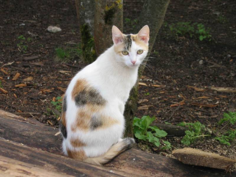 Кошка. Фото: Егоровой Марины