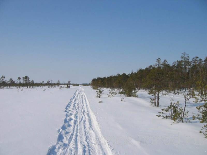 Лыжня через Рдейское болото. Фото: Егоровой Марины